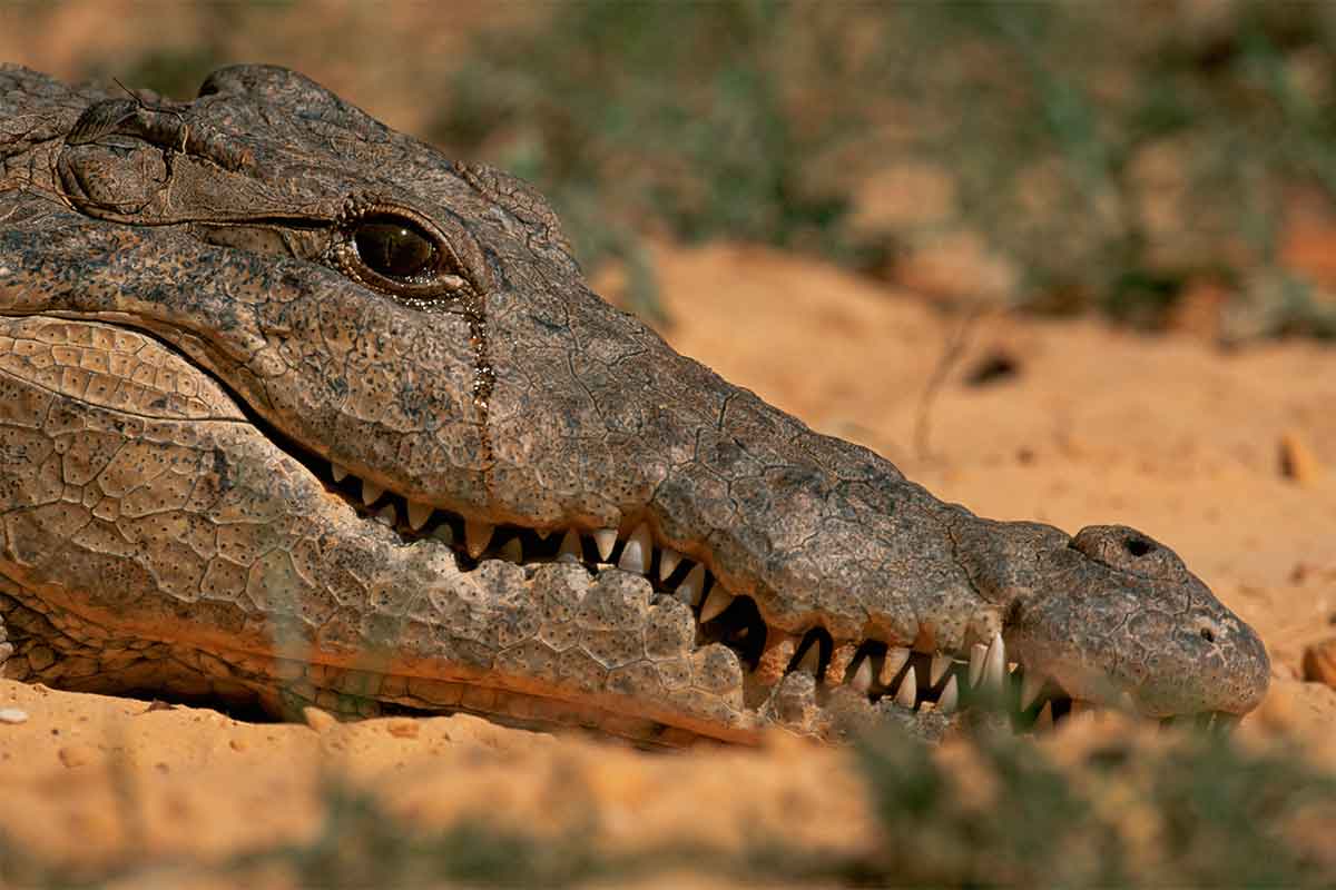 Крокодиловы слёзы Оксимирон