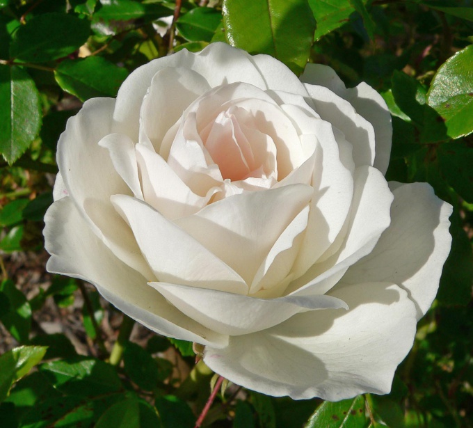 Сын Китиары Глава 3. Белая роза, Черная лилия 02 Маргарет Уэйс, Трейси Хикмен