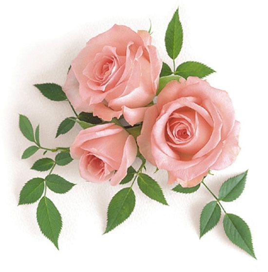 Белые розы Наша гулянка=))