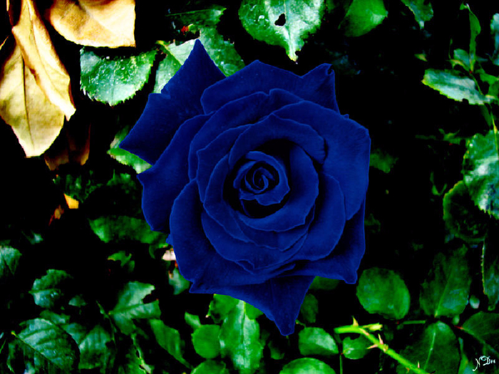 Синяя роза Электроклуб (Ирина Аллегрова)